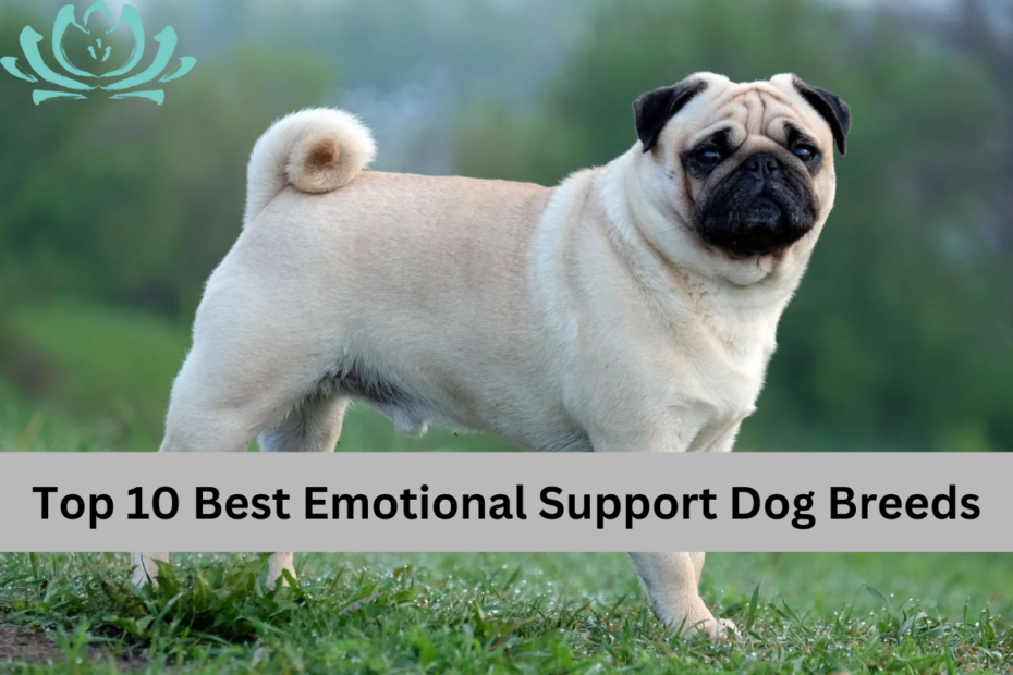 Top 10 Best Emotional Support Dog Breeds